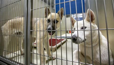 bakersfield city animal shelter|Kern County Animal Shelter .